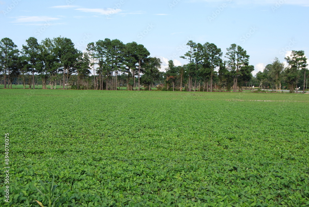 Obraz premium Green Crop field