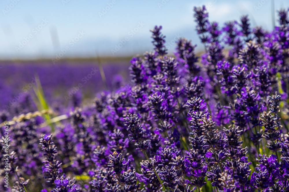 Obraz premium fields of lavender