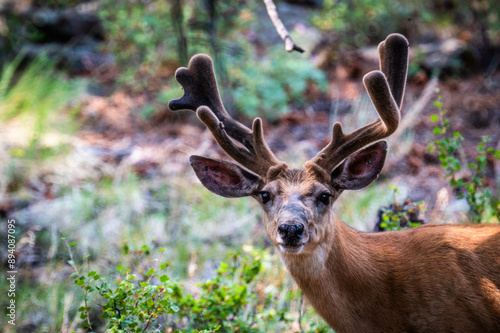 Rocky Mountain National Park Mule Deer photo