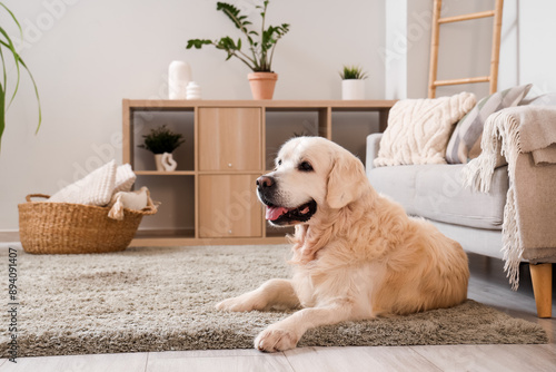 Adorable Labrador dog lying on carpet at home © Pixel-Shot
