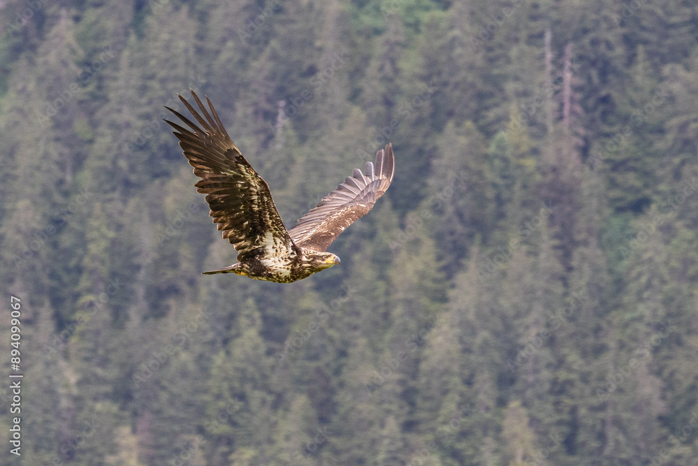 Obraz premium eagle in flight