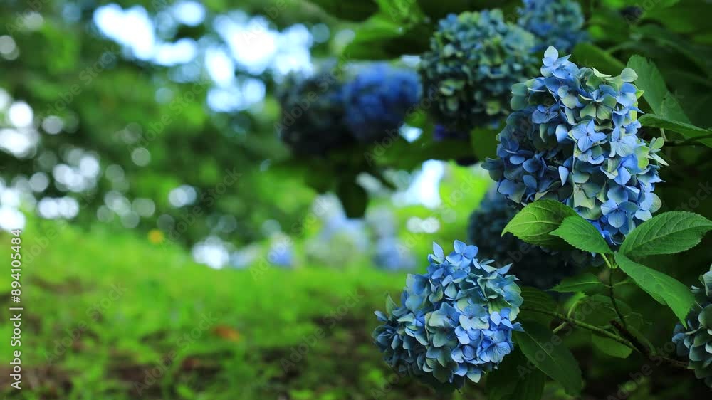 アジサイ 花 梅雨の晴れ間 そよ風 イメージ アジサイ 花 梅雨の晴れ間 そよ風 イメージ