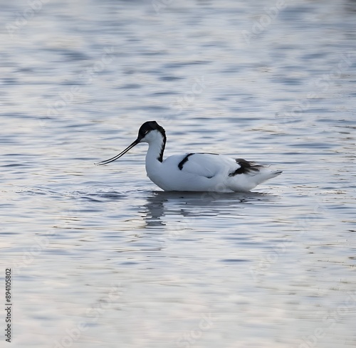 duck in the water