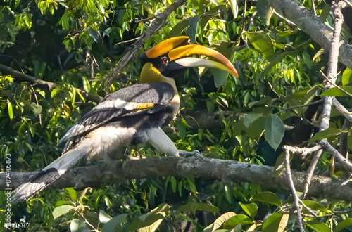 yellow billed hornbill