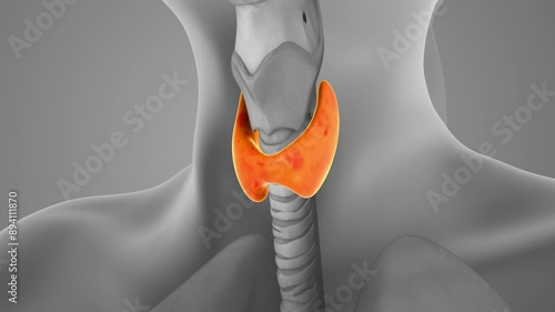 Medical animation of thyroid gland
