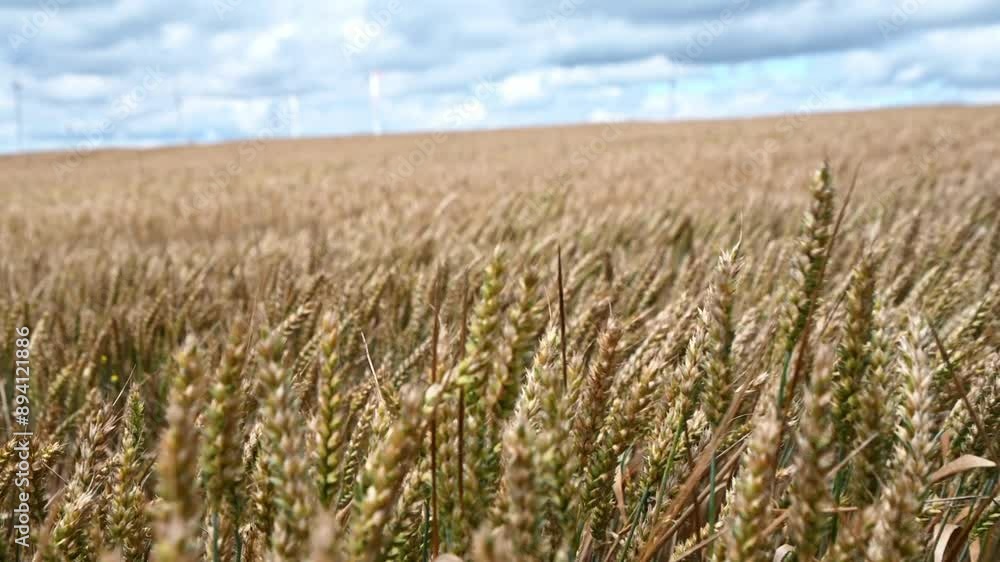 Wheat on a field moved around by the wind Wheat on a field moved around by the wind