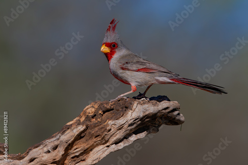 Pyrrhuloxia photo