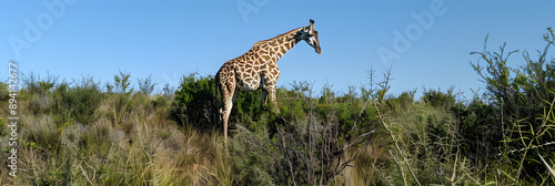 Girafa malhada pastando na savana photo