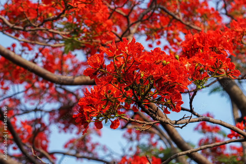 Delonix regia is a medium-sized deciduous tree, also known as royal poinciana, flamboyant, phoenix flower, flame of the forest, or flame tree. Blossoming tree. 