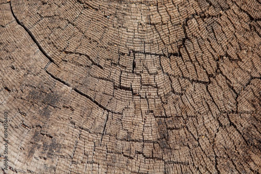 Fototapeta premium Tree background texture, cut tree, Tahoe, California