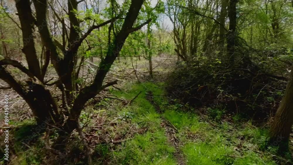 Video about a forest of fallen trees in Peterborough United Kingdom Video about a forest of fallen trees in Peterborough United Kingdom