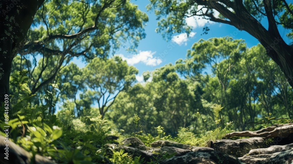 Fototapeta premium Trees in forest from below green tops of trees