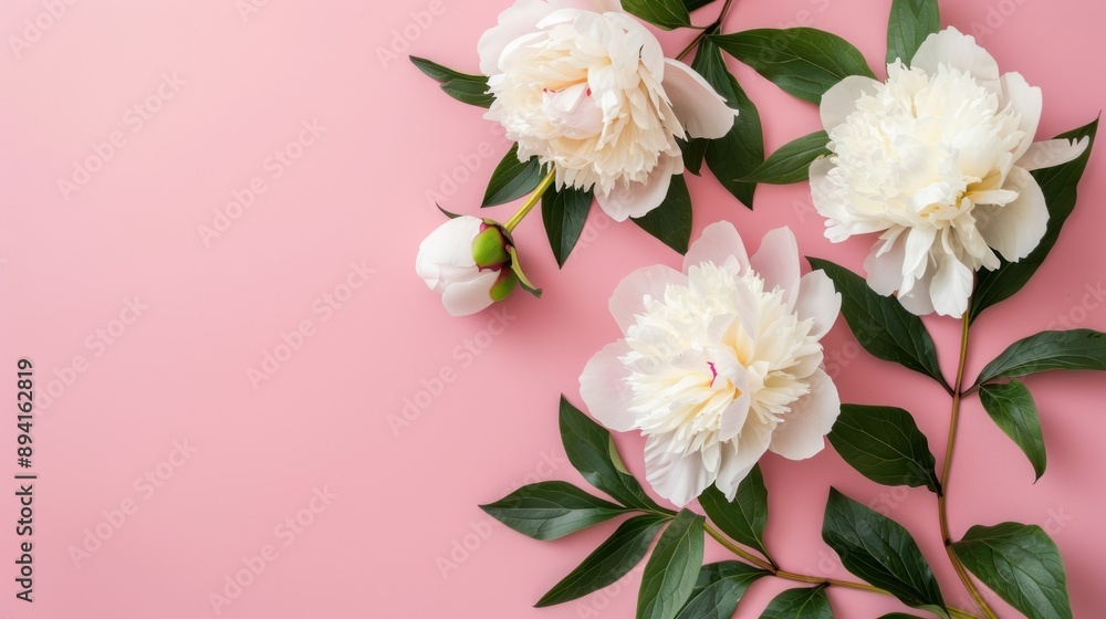 Fototapeta premium White Peonies on a Pink Background