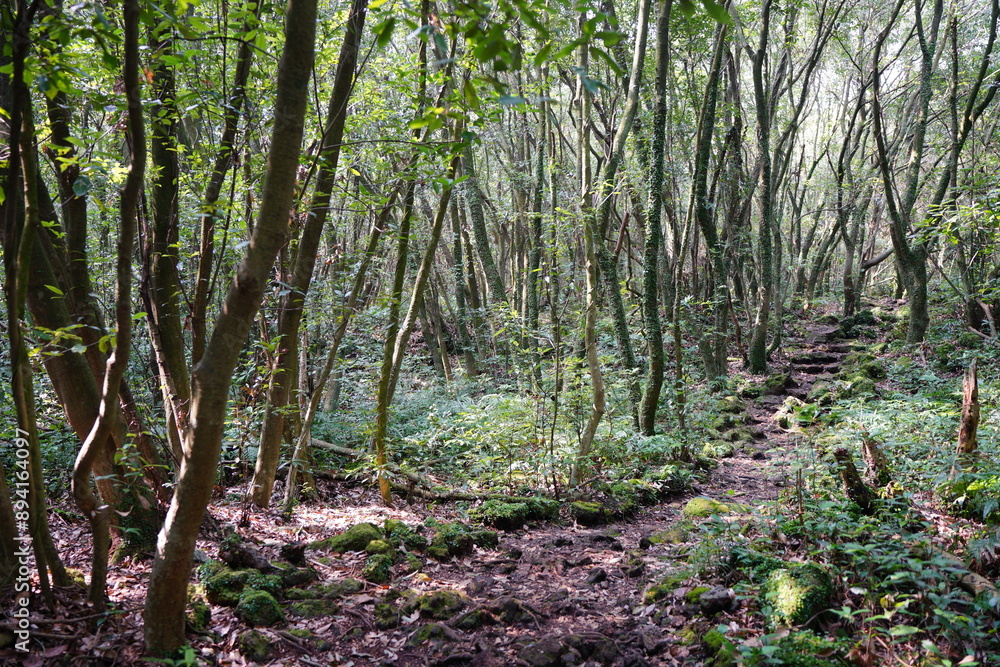 Fototapeta premium mossy trees and rocks in old forest