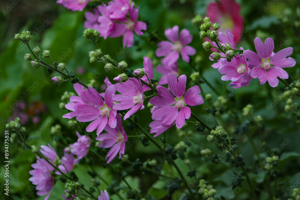Malva moschata in the garden Malva moschata in the garden