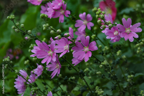 Wallpaper Mural Malva moschata in the garden Torontodigital.ca