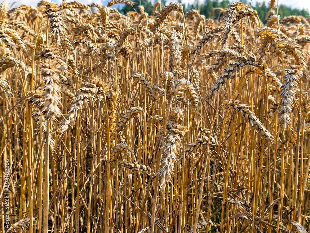 Ripe ears of wheat on a field close-up. Background of ripening ears of meadow wheat field. Rich harvest concept. Ripe ears of wheat on a field close-up. Background of ripening ears of meadow wheat field. Rich harvest concept.