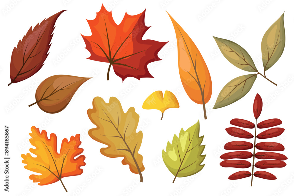 Autumn leaves set. Leaves of maple, oak, poplar, birch and rowan. Colorful leaves in cartoon style. Isolated vector illustration on white background for seasonal holiday cards design Autumn leaves set. Leaves of maple, oak, poplar, birch and rowan. Colorful leaves in cartoon style. Isolated vector illustration on white background for seasonal holiday cards design