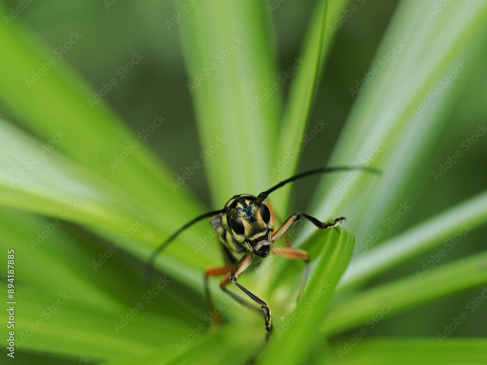 nsect from Thailand, longhorn beetle nsect from Thailand, longhorn beetle