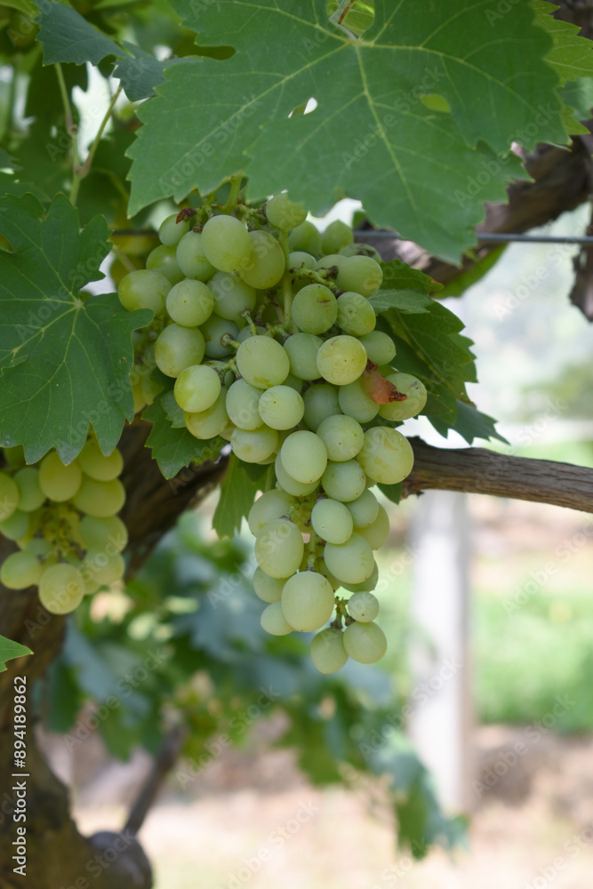 Close up of grapes hanging on Vine, Hanging grapes. Grape farming. Grapes farm. Tasty green grape bunches hanging on branch. Grapes With Selective Focus on the subject, Chakwal, Punjab, Pakistan Close up of grapes hanging on Vine, Hanging grapes. Grape farming. Grapes farm. Tasty green grape bunches hanging on branch. Grapes With Selective Focus on the subject, Chakwal, Punjab, Pakistan