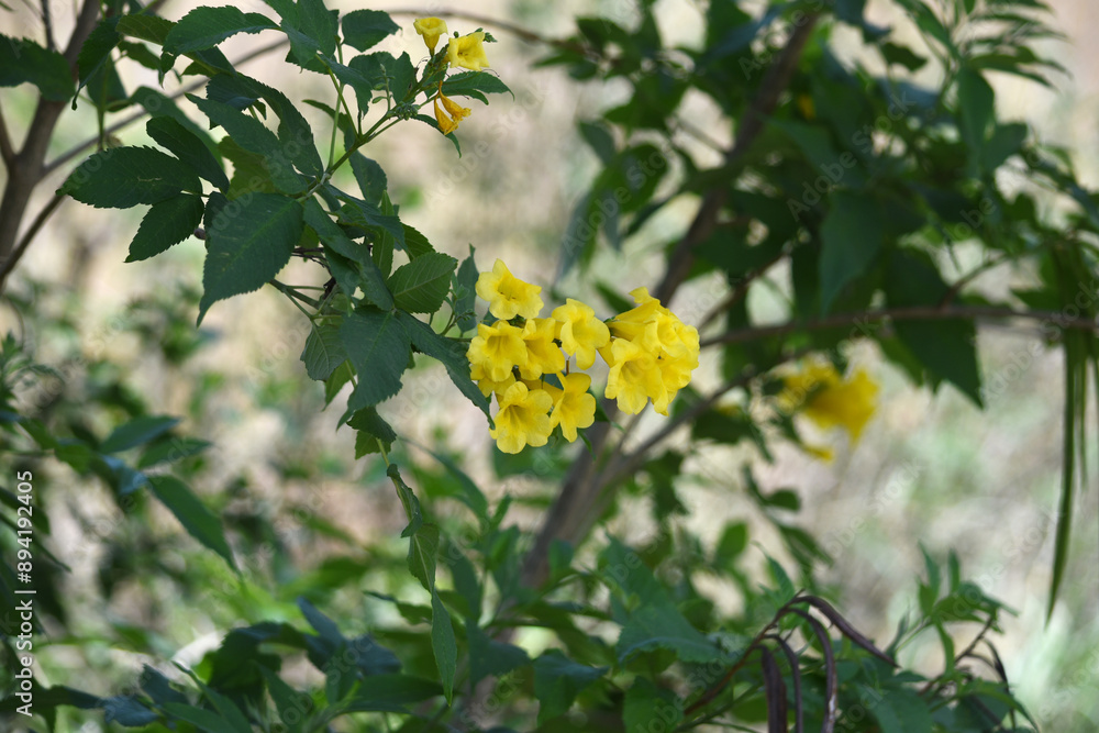 Yellow trumpetbush (Tecoma stans) Called Yellow bell or Yellow Elder Flower, trumpet flower, Beautiful bunch of yellow flowers closeup with green leaves Background, tecoma stans Yellow trumpetbush (Tecoma stans) Called Yellow bell or Yellow Elder Flower, trumpet flower, Beautiful bunch of yellow flowers closeup with green leaves Background, tecoma stans