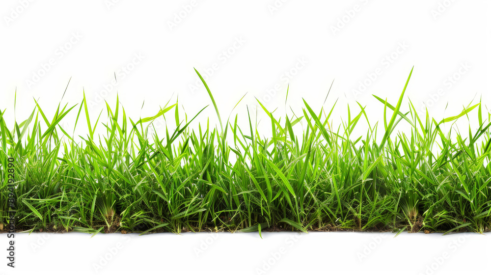 A green banner of grass stands out against a white background. Fresh, green blades of grass create the banner. This image is perfect for adding a touch of nature to your designs. A green banner of grass stands out against a white background. Fresh, green blades of grass create the banner. This image is perfect for adding a touch of nature to your designs.