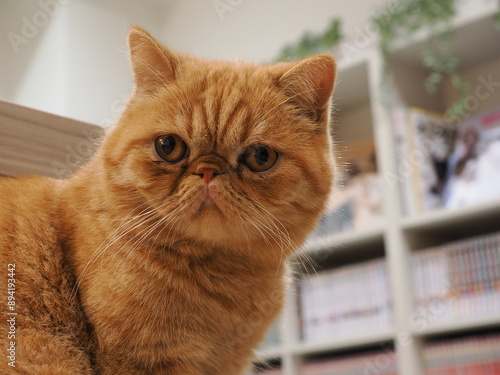 猫アップ
