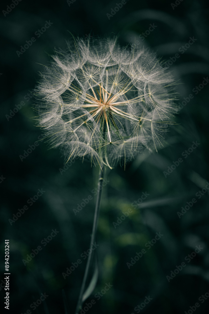 Fototapeta premium dandelion on black