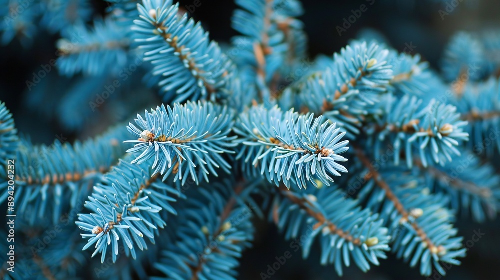 A blooming blue spruce with coniferous branches during the growth period. A blooming blue spruce with coniferous branches during the growth period.