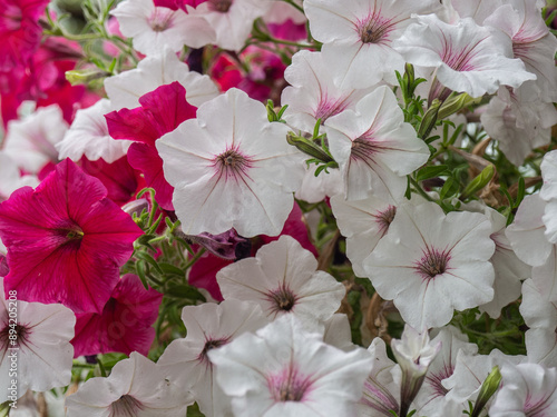 Background of white and pink petunias flowers. Petunias Supertunia Vista silverberry and Royal Magenta. Plants that can be used in window boxes or hanging baskets photo