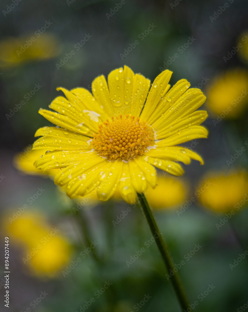 Obraz premium yellow daisy flower