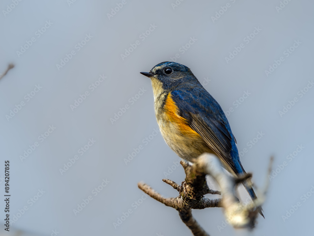 Fototapeta premium 森の中で枝に留まっているルリビタキの雄