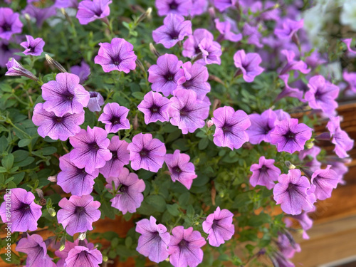 Petunia pink purple flowers blossom