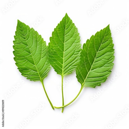 a trio of ginseng leaves with pointed ends and deep green color photo