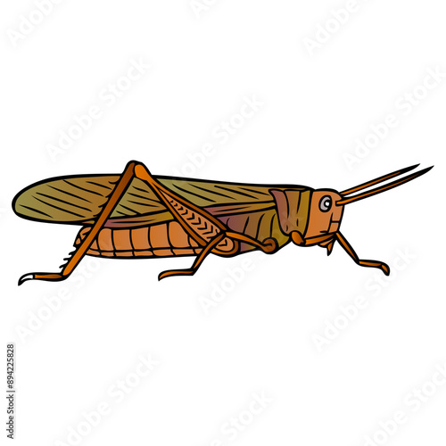 locust vector illustration