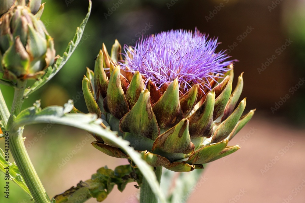Cynara cardunculus. Green organic artichoke heads on leafy plant stem. Cynara cardunculus. Green organic artichoke heads on leafy plant stem.