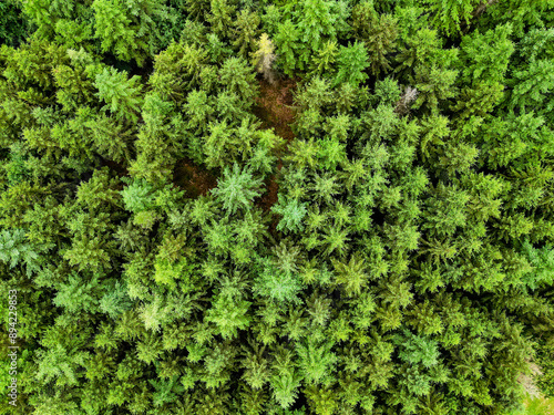 Εκτύπωση καμβά The dense foliage of the forest displays its natural beauty in a lush green land