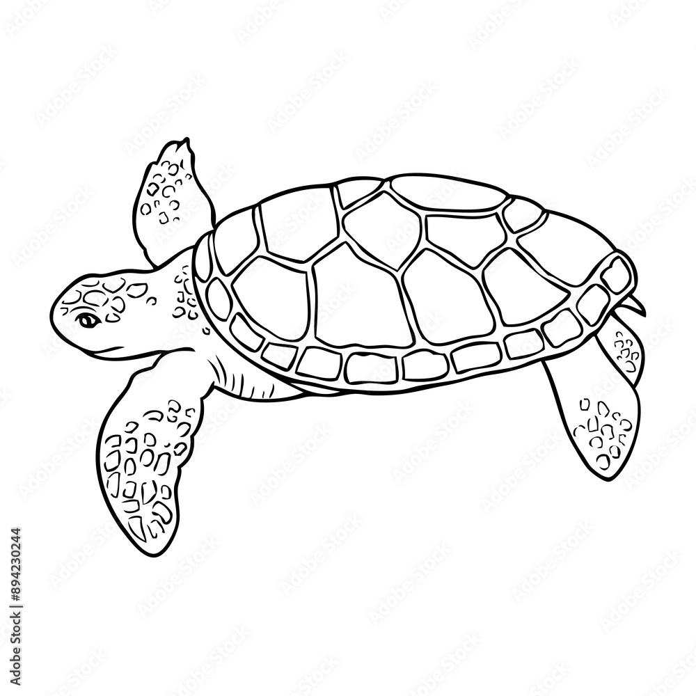 Obraz premium turtle outline vector illustration