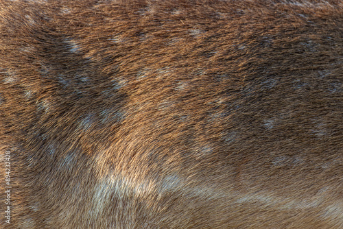 Wallpaper Mural close up of a deer fur Torontodigital.ca