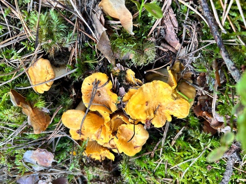 chanterelle mushrooms in the forest among the moss. concept of collecting organic mushrooms and berries