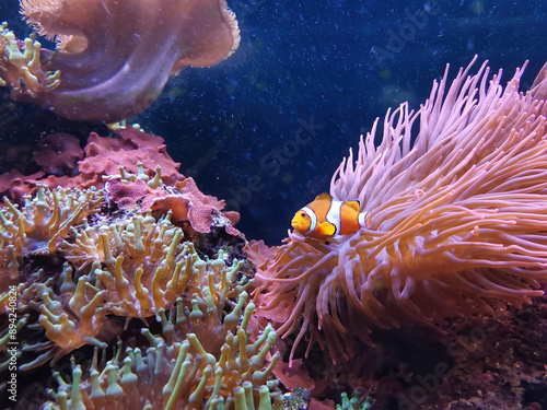 Bright clown fish against a background of bright corals in an aquarium. Amphiprion percula photo