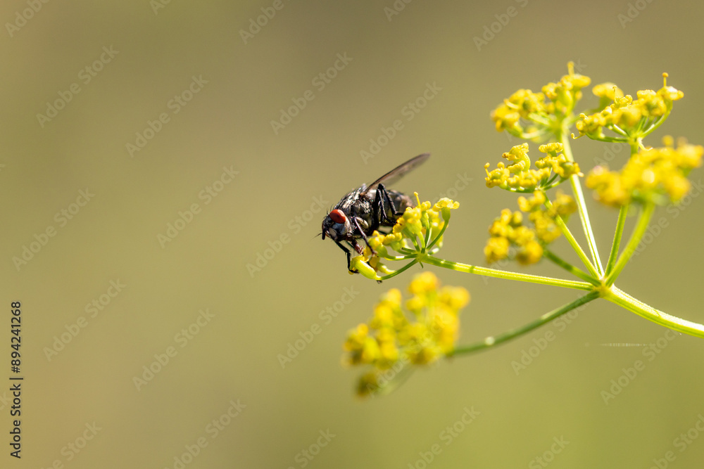 close-up of a dipteran insect of the gray fly family close-up of a dipteran insect of the gray fly family
