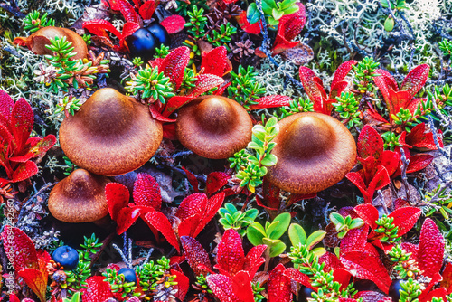 Mushrooms in red dwarf willow at autumn photo