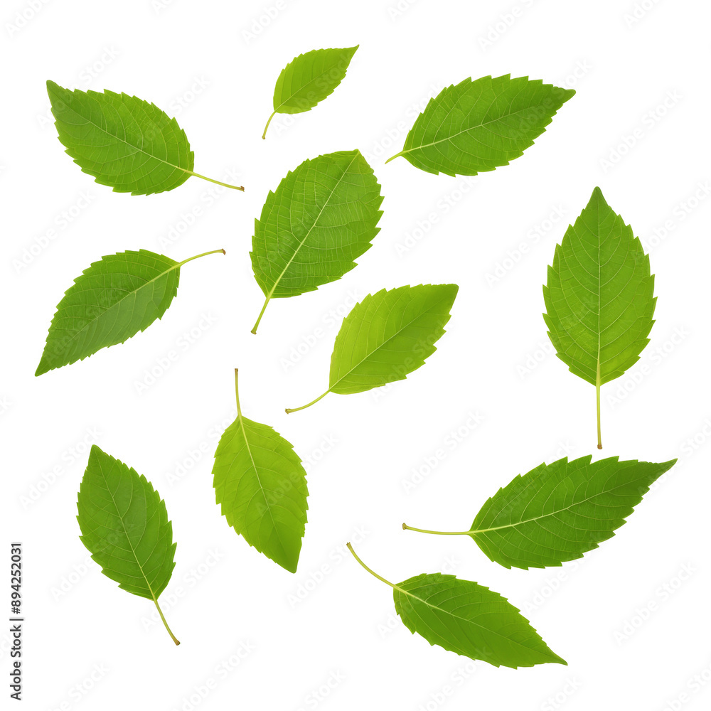 green leaves isolated on transparent background green leaves isolated on transparent background