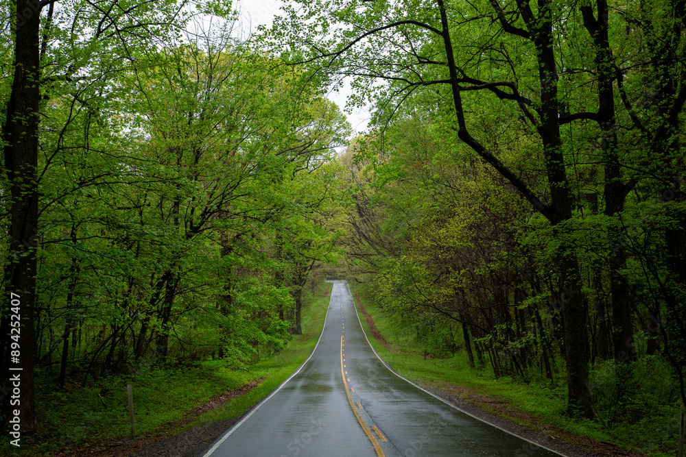 Fototapeta premium National Park lush green forest with a path in the month of May