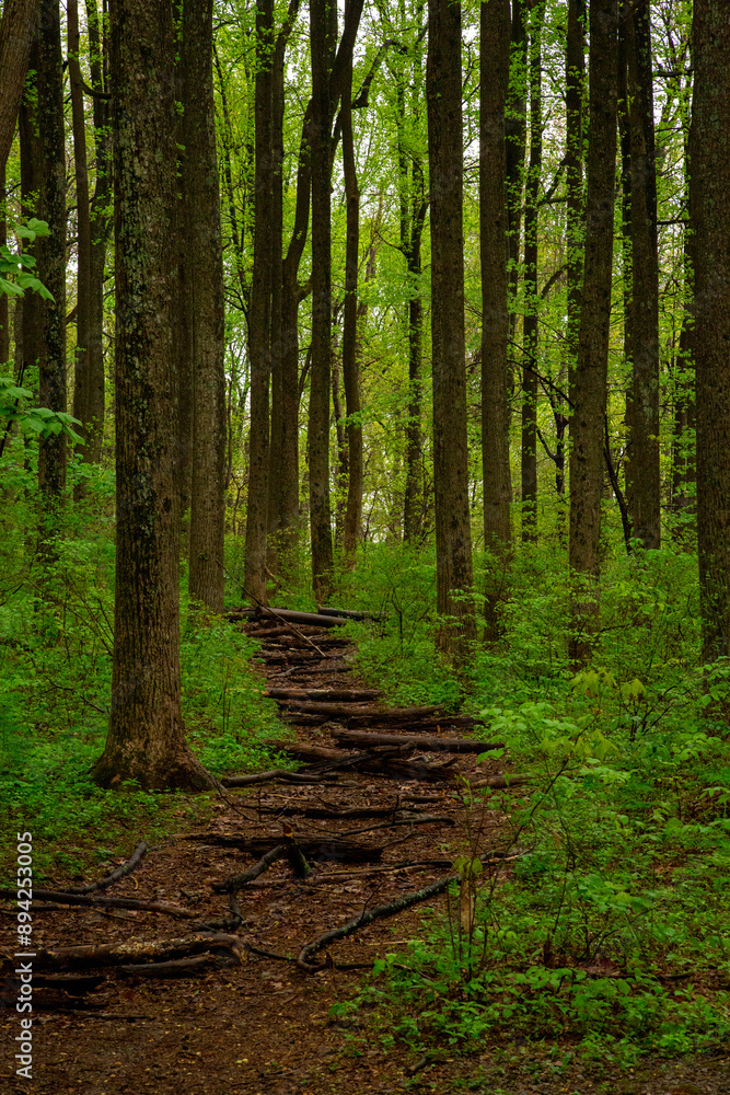 Obraz premium National Park lush green forest with a path in the month of May