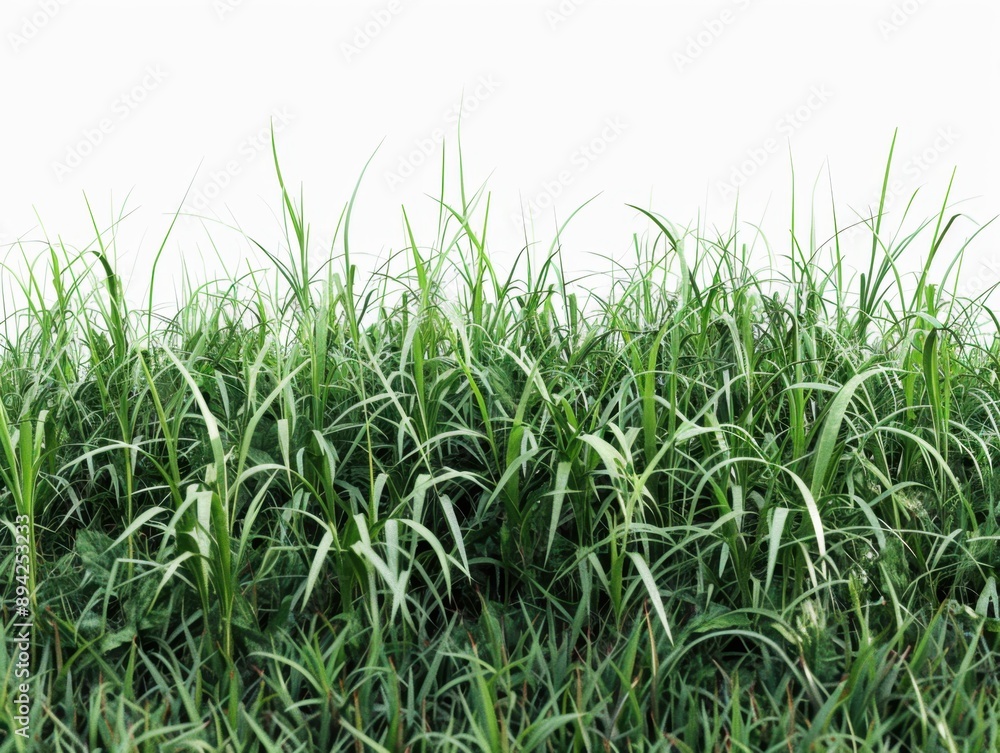 A field of tall green grass. A blurry background suggests a focus on the foreground. A field of tall green grass. A blurry background suggests a focus on the foreground.