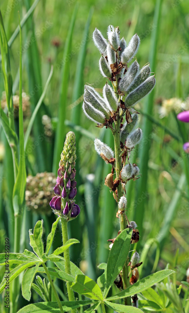 Closeup of Lupin seedpods, Derbyshire England
Closeup of Lupin seedpods, Derbyshire England