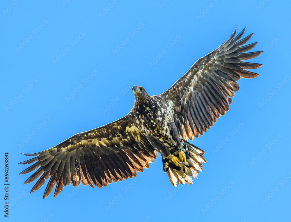 Obraz premium juvenile white-tailed eagle (Haliaeetus albicilla) in flight