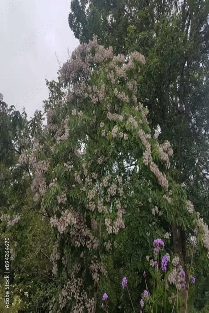 tree in bloom